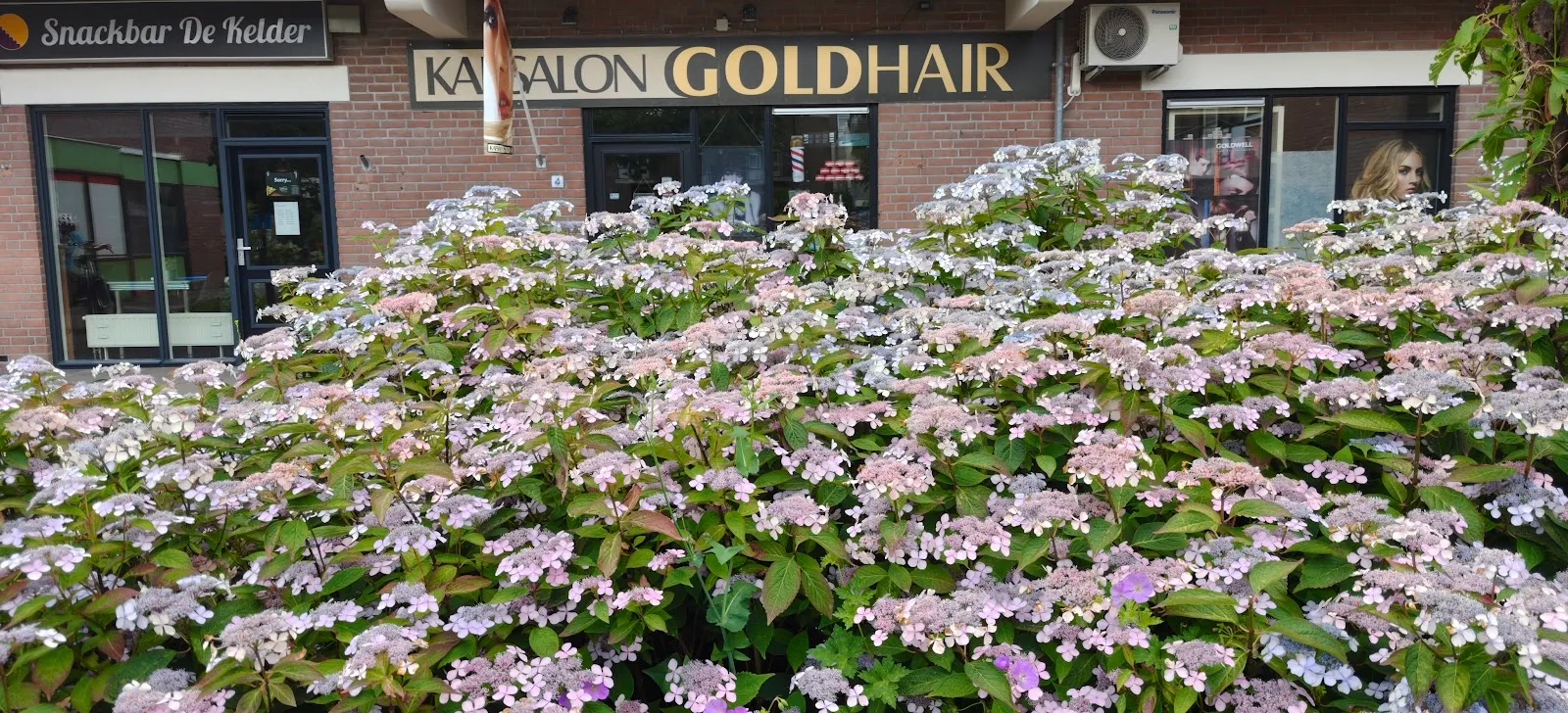 De gevel van Kapsalon Goldhair met bloeiende hortensia's ervoor